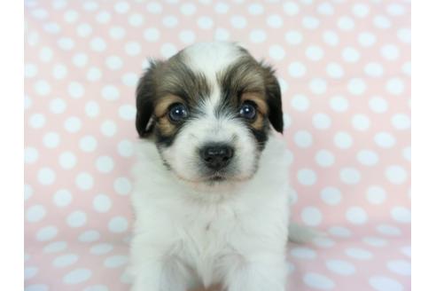 成約済の千葉県のパピヨン-99478の3枚目